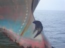 Seal napping on the bow of ship